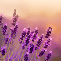 Lavender plant