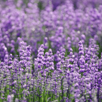 Lavender