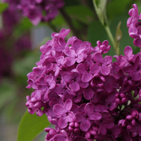 Lilac Plant