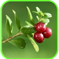 Lingonberries Lingonberries