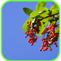 Madrone berries Madrone berries