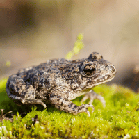 Majorcan Midwife Toad