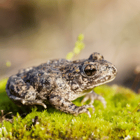Majorcan Midwife Toad Majorcan Midwife Toad