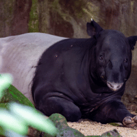 Malayan Tapir