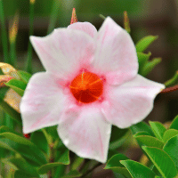 Mandevilla