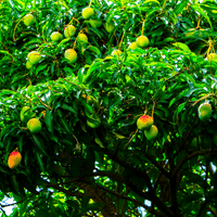 Mango Plant