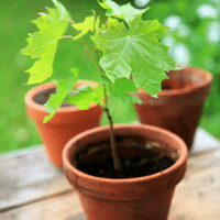 Maple Plant