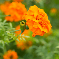 Marigold Plant
