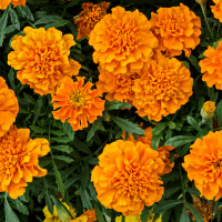 Marigold