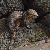 Marine Otter Marine Otter