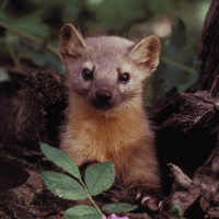 Marten