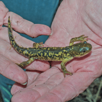 Mole Salamander