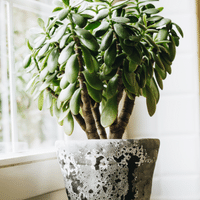 Money Plant (Jade Plant)
