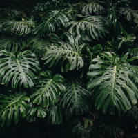 Monstera