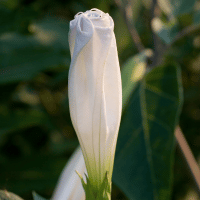 Moon flower
