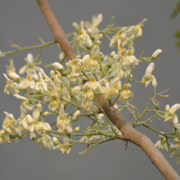 Moringa Oleifera