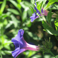Morning Glory plant