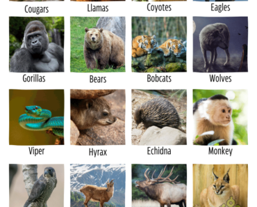 20 Mountain Animals Name (Pictures and Facts)