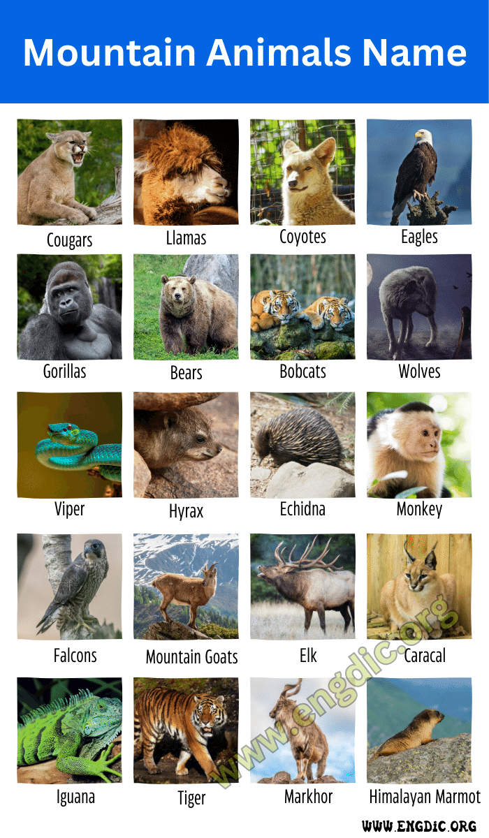 Mountain Animals Name