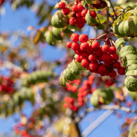 Mountain Ash