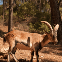 Mountain Goats