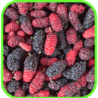 Mulberries Mulberries
