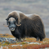Musk Ox