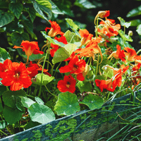 Nasturtium plant