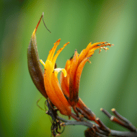 New Zealand Flax