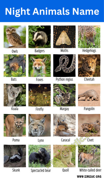 100 Night Animals Name (Nocturnal Animals) - EngDic