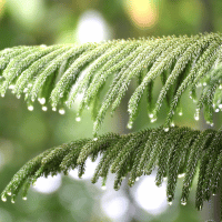 Norfolk Tree Fern