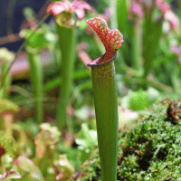 North American Pitcher Plant