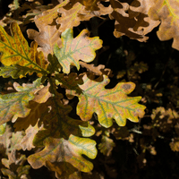 Oak plant