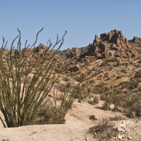 Ocotillo