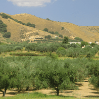 Olive plant
