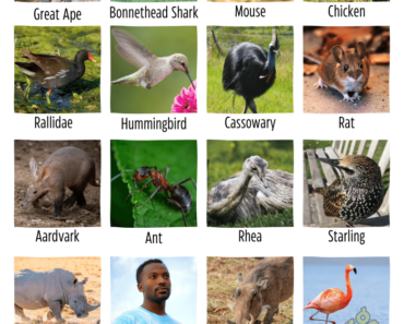 70+ Omnivores Animals Name With Pictures