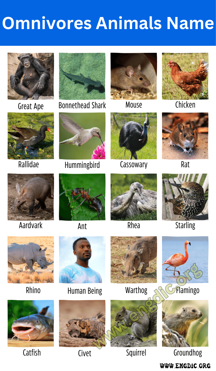 Omnivores Animals Name