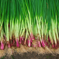 Onions plant