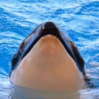 Orca Whale