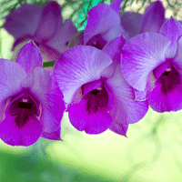 Orchid plant