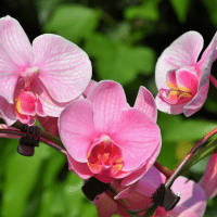 Orchid
