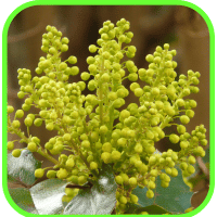 Oregon grape berries Oregon grape berries
