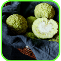 Osage oranges Osage oranges