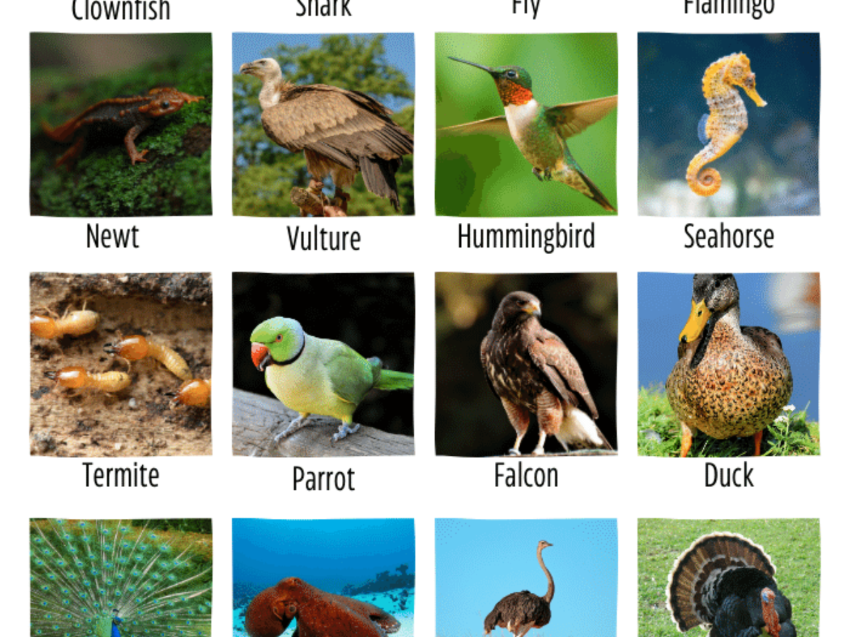egg laying animals with name