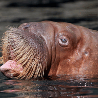 Pacific Walrus