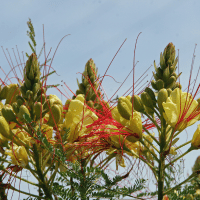 Palo Verde Tree