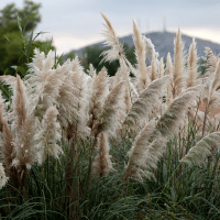 Pampas Grass