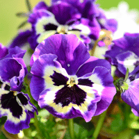 Pansy