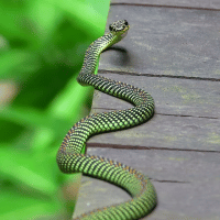 Paradise Tree Snake