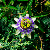 Passion Flower Vine